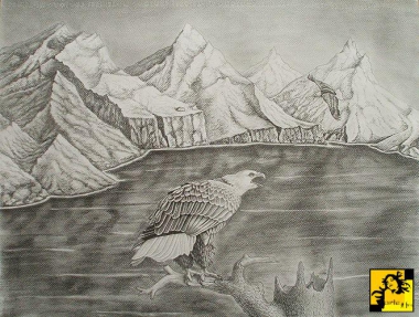 Krzyczący orzeł bielik