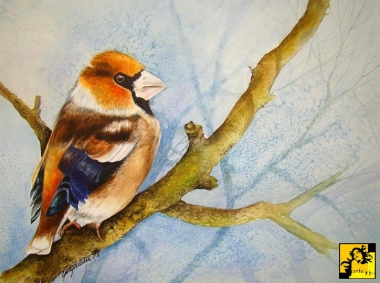 Grubodziób-B Gugnacka