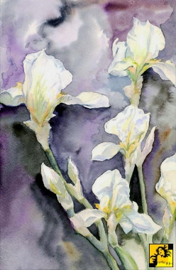 Irysy białe na fioletowym tle