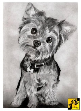 Yorkshire Terrier