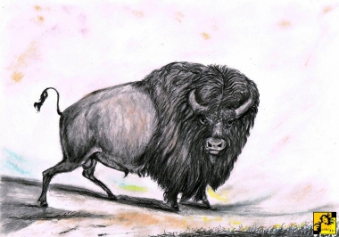 Bizon.