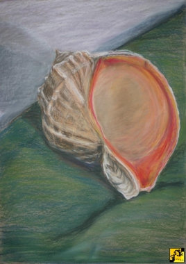 Muszla na zielonym suknie