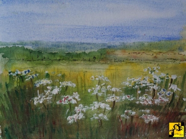 Dzikie białe kwiaty