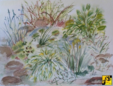 Wodnik szuwarek - gdzie się ukrywa?