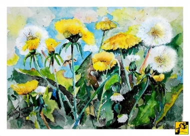 Łąka mleczu polnego