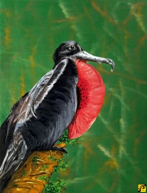 Frigatebird