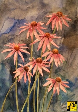 echinacea