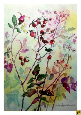 Krzew Dzikiej Róży