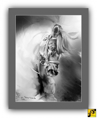 W grzywach wiatr im gra