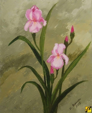 E.Żukowska RÓŻOWE IRYSY obraz 50X40