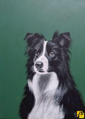 Ozi (Border collie)