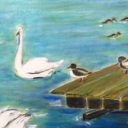 ptaki wodne ptaki wodne