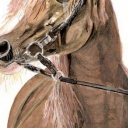 Portret konia Portret konia