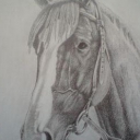 Głowa konia Głowa konia