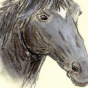 Głowa konia Głowa konia