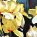 pole żółtych irysów pole żółtych irysów