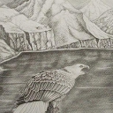 Krzyczący orzeł bielik Krzyczący orzeł bielik