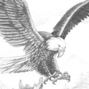 Orzeł bielik Orzeł bielik