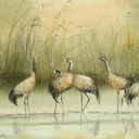 ŻURAWIE-Beata Gugnacka