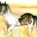 Czujny jak mustang Czujny jak mustang