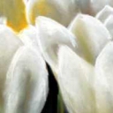 Tulipany białe Tulipany białe