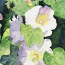 Malwy białe Malwy białe