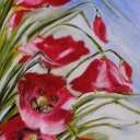 maki polne maki polne