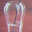 Skrzydłokwiat Skrzydłokwiat