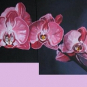 Orchidea Orchidea