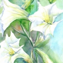 Trąby anielskie Trąby anielskie