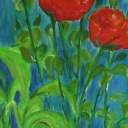 czerwone róże czerwone róże