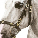 Koń Srebrna Gwiazda Koń Srebrna Gwiazda