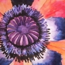 Mak od środka Mak od środka