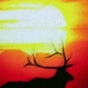 Jeleń o zachodzie słońca Jeleń o zachodzie słońca