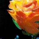 Herbaciana... Herbaciana...