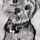 Yorkshire Terrier Yorkshire Terrier