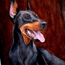 doberman
