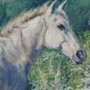 Biały koń na kwitnącej łące Biały koń na kwitnącej łące