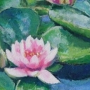 Nenufary różowe Nenufary różowe