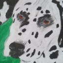 dalmatyńczyk dalmatyńczyk