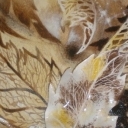 Anatomia 2 Anatomia 2