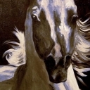 głowa siwka głowa siwka