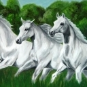 biegnące araby biegnące araby