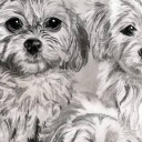 Psia rodzinka Psia rodzinka