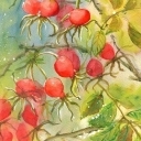 BARWY JESIENI - DZIKA RÓŻA BARWY JESIENI - DZIKA RÓŻA