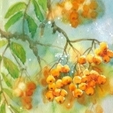 BARWY JESIENI - JARZĘBINA BARWY JESIENI - JARZĘBINA