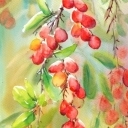 BARWY JESIENI - BERBERYS BARWY JESIENI - BERBERYS