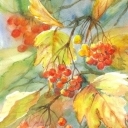 BARWY JESIENI - KALINA BARWY JESIENI - KALINA