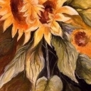 Słoneczniki Słoneczniki