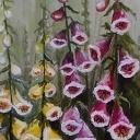 Naparstnice Naparstnice